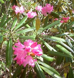 初夏の登山道を彩るシャクナゲの花