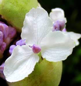 タマアジサイの蕾が弾け、白い装飾花が咲き始めたところ