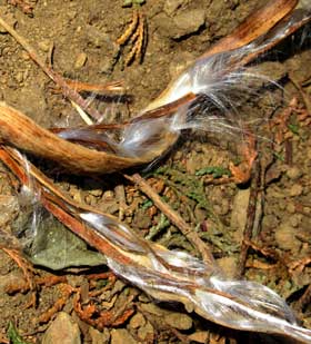 乾いたテイカカズラの褐色の袋果から絹毛の種髪のついた種子が飛び立とうとしているところ　拡大