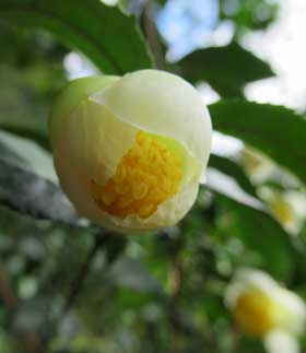 お茶の白い花が開き始めて黄色の雄しべが姿を表したところ　拡大