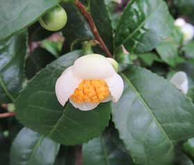ゆで卵みたいな咲きたてのお茶の白い花