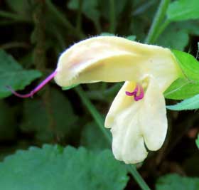 普段、雄しべを上唇に隠しているキバナアキギリの花