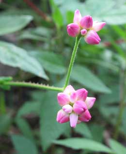 金平糖のようなママコノシリヌグイの花