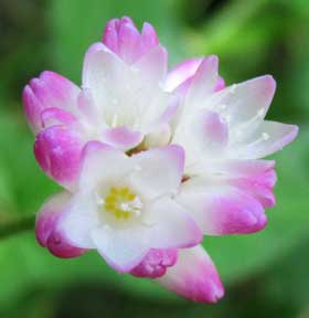 縁がピンク色の白いミゾソバの花　拡大