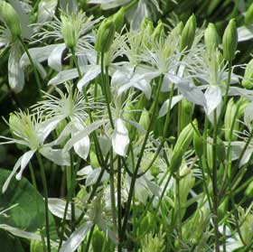 白く咲き乱れるセンニンソウの花