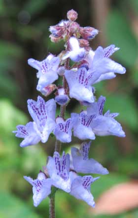 花弁の上唇に紫色の線状の斑点があるヤマハッカの花