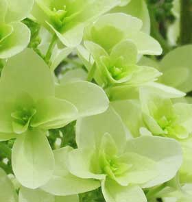 カシワバアジサイの綺麗な白い花　拡大