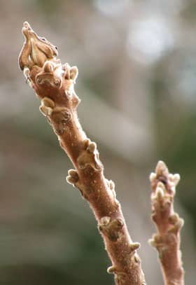 オニグルミの冬芽