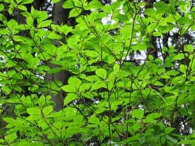 新緑の葉の下から見た開花期のハナイカダ