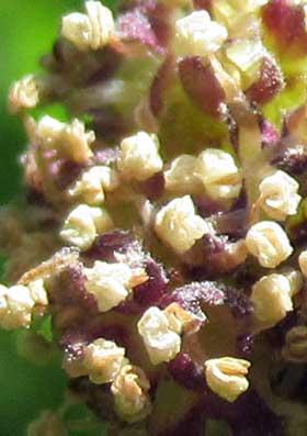 花粉を出すヒメコウゾの雄花　拡大