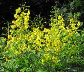 咲き誇るジャケツイバラの黄色い花