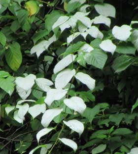 枝先の白い葉が目立つマタタビ