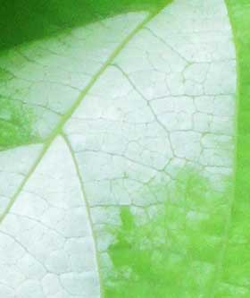マタタビの白い葉と緑色の部分　拡大