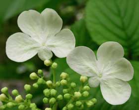 白い蝶のように見えるヤブデマリの咲き始めの頃の装飾花
