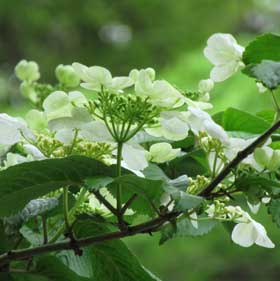 初夏の新緑の中、爽やかな白い花を咲かせるヤブデマリ