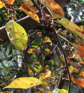 黄葉するアブラチャン雄株にたくさんついている冬芽