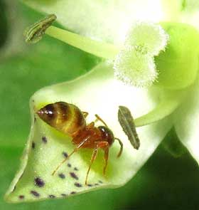 アケボノソウの蜜を求めにきたアリ