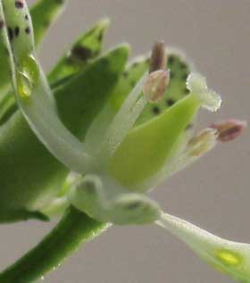 蜜が出ている雌性期のアケボノソウの花 　横から見たところ　拡大