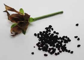 アケボノソウの果実１つの中に入っていたたくさんの小さな黒い種子