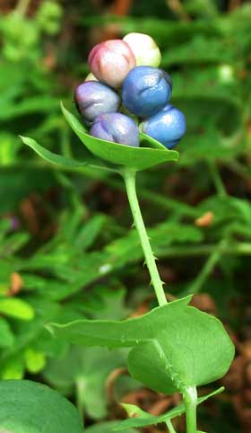 横から見たイシミカワ　茎を葉の裏にトゲがある。托葉の上に色づいた丸い実がのっている