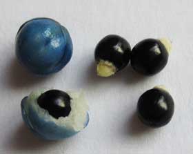 青いイシミカワの実と痩果