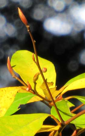 黄葉とクロモジの冬芽