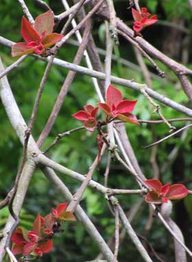 枝先に目立つアカメガシワの花のように赤い若葉