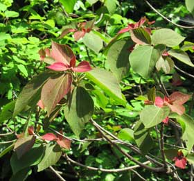 アカメガシワの赤い美しい若葉と新緑