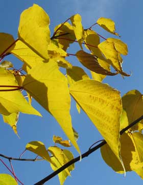 長くて赤い葉柄と鮮やかな黄色の黄葉が美しいアカメガシワ