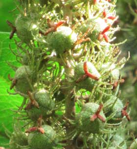 雌花の赤い花柱が先端に残るアカメガシワの受粉後の実　膨らんだ子房にたくさんの棘状の突起が出ている
