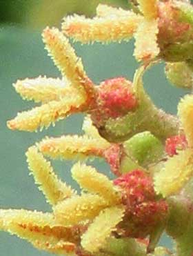 受粉を終えた頃のアカメガシワの雌花　花柱の乳頭状の突起がやや黄褐色に変色し、膨らんだ子房が赤い星状毛で覆われている