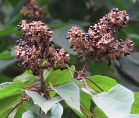 熟して黒い種子が出ているアカメガシワの果序