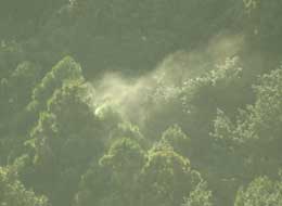 杉林から煙のようたなびく花粉