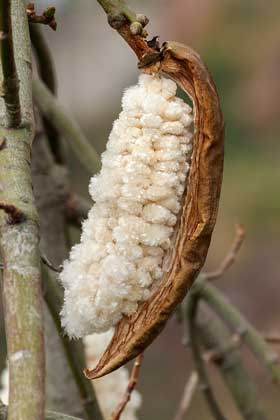 紡錘状の蒴果の中からとうもろこし状にカポック綿（パンヤ）に包まれた種子が現れているところ。