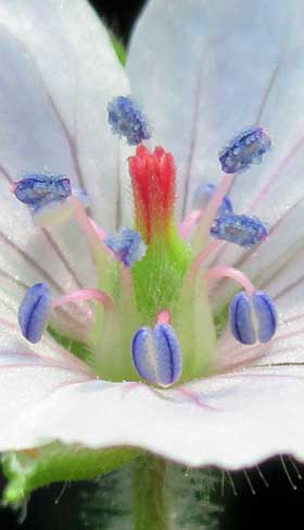 雄性期のゲンノショウコの花