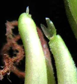 苞葉鞘を外したジュズダマの花　雌小穂群の柱頭部分