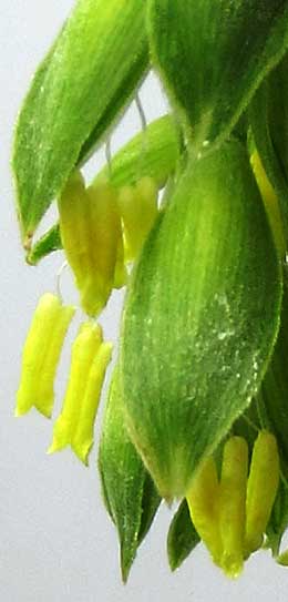 ジュズダマの黄色い葯と白い花糸の見える雄花