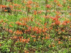 お盆の頃に咲くキツネノカミソリの花の群生