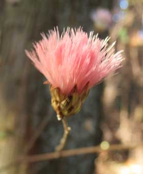 ネムノキの花のような雰囲気の冠毛がピンク色のコウヤボウキ