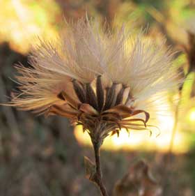 総苞片から飛び立ちそうなコウヤボウキの種子