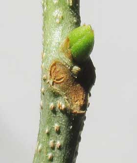 ムクロジの葉痕の上にある主芽と副芽　主芽の芽鱗が膨らんで芽吹きが始まるところ