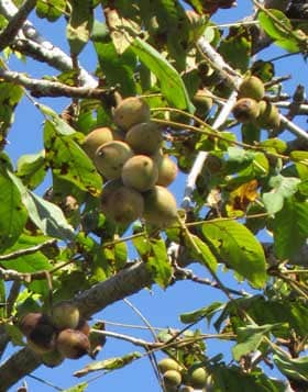 秋にたくさんの実がついたオニグルミの木