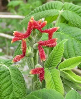 オニグルミの美しい芽吹きと赤い色の柱頭が目立つ雌花と腺毛
