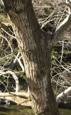 オニグルミの老木の樹皮