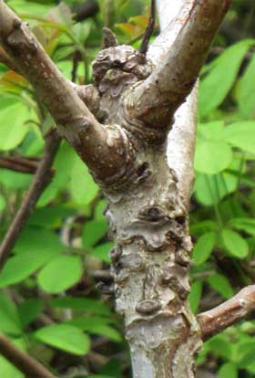 オニグルミの若木の幹肌に残る羊顔の葉痕