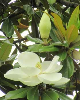 雌性期のタイサンボクの花