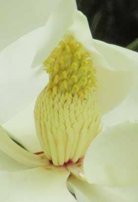 雄性期タイサンボクの花のしべ部分