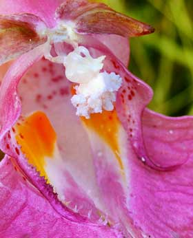 ツリフネソウの蕊部分拡大　雄しべから花粉が出ている