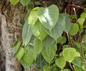 印度菩提樹の葉