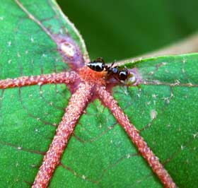 アカメガシワの葉のつけのの腺点で蜜を吸うアリ